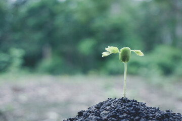 Tree planting seedling care grows on a soil sapling growing on green nature background, Agriculture save The Earth and development concept.