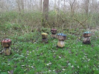 Colorful wood mushrooms in the forest