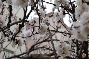 Tree blossoming, white flowers, Spring, tree flowering
