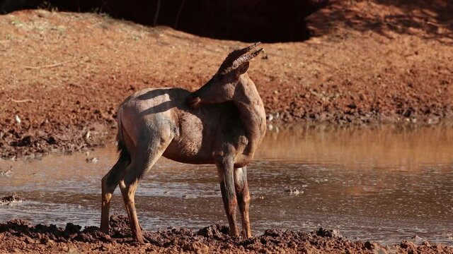 A tsessebe antelope (Damaliscus lunatus) at a muddy waterhole, Mokala National Park, South Africa