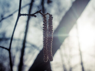 birch seeds on a branch in spring