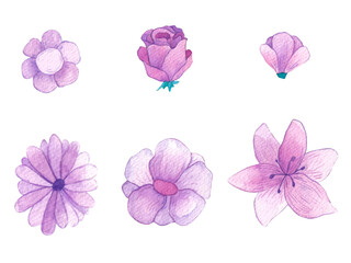 Fototapeta na wymiar Purple Flowers watercolor illustration. Daisy, rose, poeny artworks. Botanical paintings set. Elements used for decoration. 