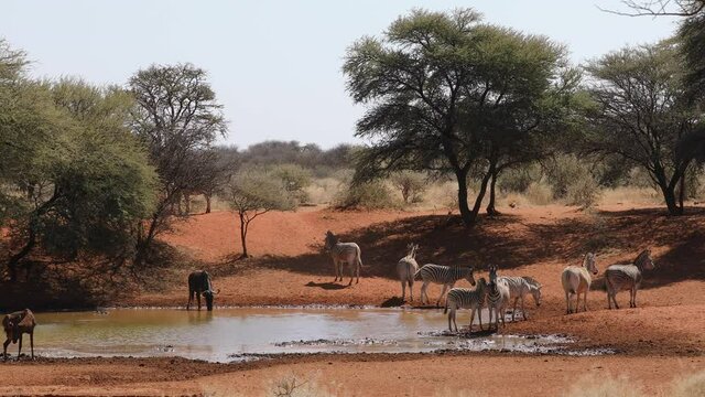 Plains zebras, tsessebe antelope and a blue wildebeest at a waterhole, Mokala National Park, South Africa