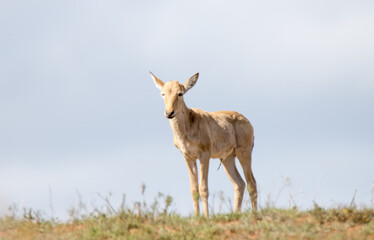 Addo Elephant National Park: Red hartebeest calf with umbilical cord still visible