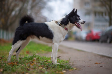 Siberian husky on a leash on a leash on a cloudy autumn day.
