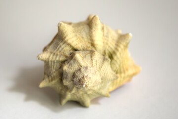 Beautiful sea shell on the white background, coastal decor, golden ratio