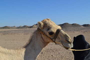 camel in the desert