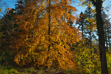 bunter Herbstwald in der Ortenau nahe Schmieheim
