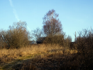 dry grass on the banks of the river in spring