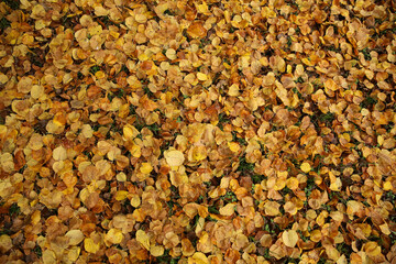 Linden leaves lying on the ground form the autumn background