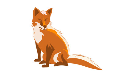 Sitting red fox on a white background.