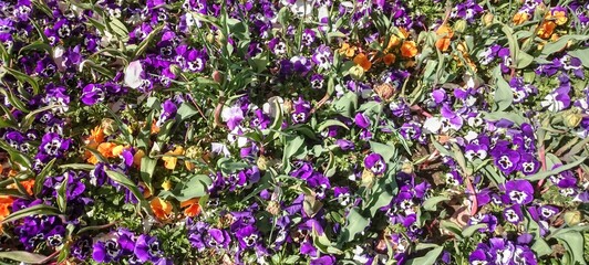 Beautiful, natural purple violet flowers