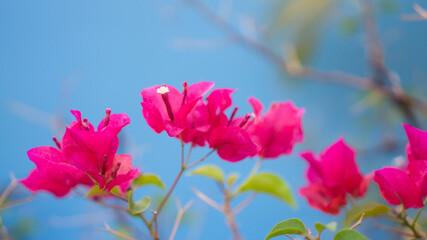 Fototapeta na wymiar Pink Bougianvillea petals and petite white pistils on blue background