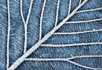 Frozen Leafs Vein Pattern in Abstract macro winter pattern - 392567876