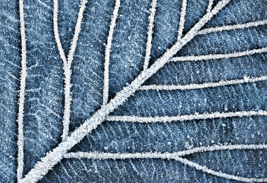 Frozen Leafs Vein Pattern in Abstract macro winter pattern