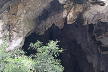  Green leaves in a limestone cave