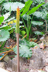  Green leaves in a limestone cave