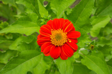 Red petals of Mexican sunflower plant known tree marigold or Japanese sunflower
