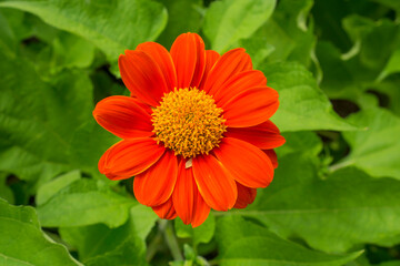 Red petals of Mexican sunflower plant known tree marigold or Japanese sunflower