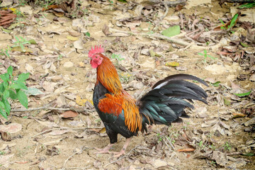 A rooster in natural forest
