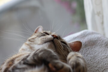 窓辺でリラックスする猫のアメリカンショートヘアシルバーパッチドタビー
American shorthair cat relaxing by the window.