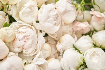 White Odile peonies in a metal vase. Beautiful peony flower for catalog or online store. Floral shop concept . Beautiful fresh cut bouquet. Flowers delivery. Copy space