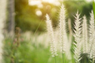 White petals of flower Crimson Fountaingrass, Pennisetum setaceum plant