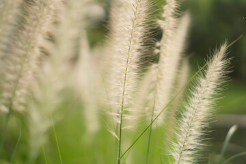 White petals of flower Crimson Fountaingrass, Pennisetum setaceum plant