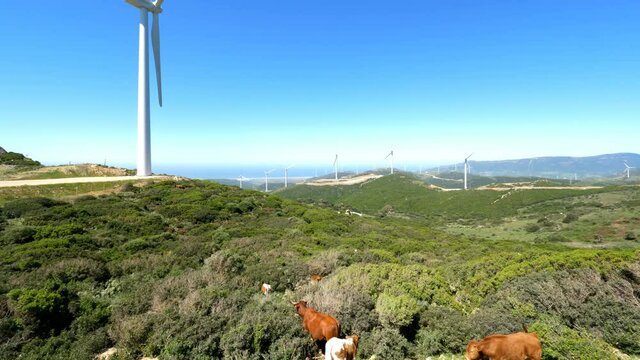 Cows and Wind generators in the background in Tarifa, south of Spain. Nature ecology concept.