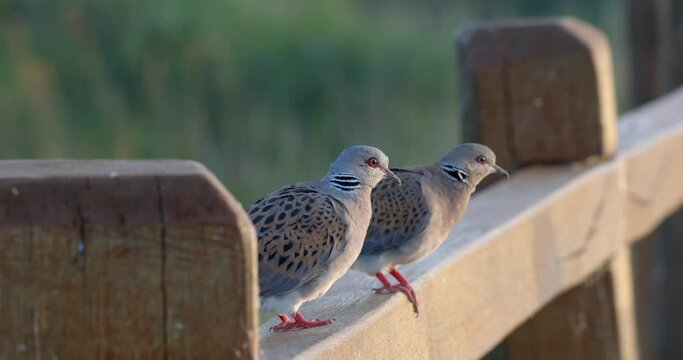 The European turtle dove (Streptopelia turtur) on a pole