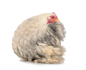 Pekin Bantam in studio