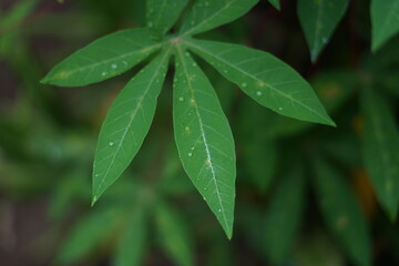 Green leaves background, natural background and wallpaper.