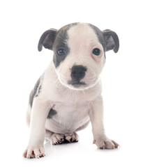 puppy staffordshire bull terrier