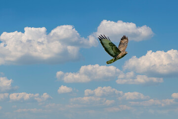 One common buzzard bird, bird of pray, buteo buteo, in flight against a blue sky and white clouds
