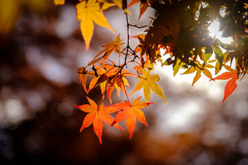 太陽光に照らされて光輝く紅葉