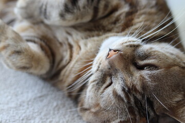 眠そうな猫のアメリカンショートヘアシルバーパッチドタビー
American shorthair cat with a sleepy atmosphere.