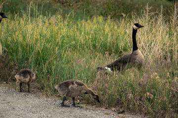 family goose