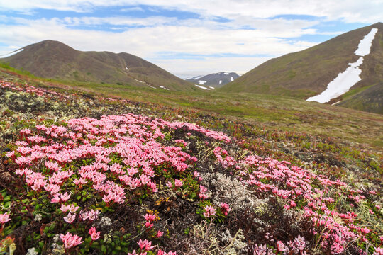 Beautiful wild flowers Kalmia procumbens or Loiseleuria procumbens, commonly known as alpine azalea or trailing azalea. Tundra plants of Chukotka. Arctic nature. Chukotka, Siberia, Far East of Russia.