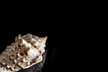 Obraz na płótnie Canvas Seashell in the lower left corner with reflection on black glass. Selective soft focus. Copyspace.
