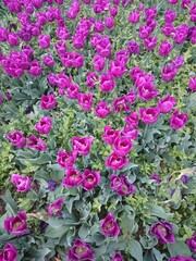 Purple Tulips with green leaves
