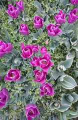 Purple Tulips with green leaves