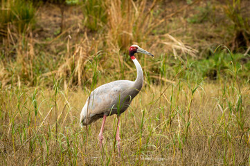 sarus crane or Grus antigone portrait with water droplets in air from beak in natural green background during excursion at keoladeo ghana national park or bharatpur bird sanctuary rajasthan india