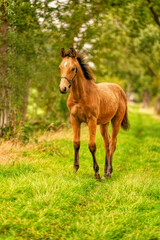 Portrait of buckskin foal, the horse with halter stands in the forest. Autumn sun