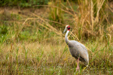 sarus crane or Grus antigone portrait with water droplets in air from beak in natural green background during excursion at keoladeo ghana national park or bharatpur bird sanctuary rajasthan india