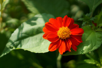 Orange petals of Mexican sunflower flowering plant known as tree marigold, Japanese sunflower