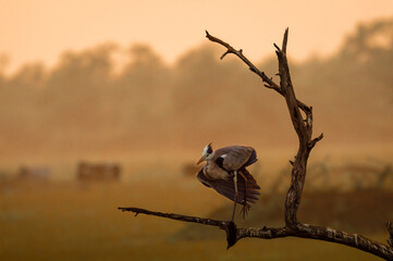 grey heron or Ardea cinerea portrait with wings open perched on tree at keoladeo national park or...