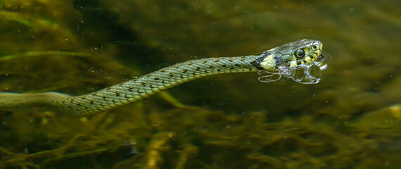 grass snake (Natrix natrix) also called ringed or water snake swimming in water