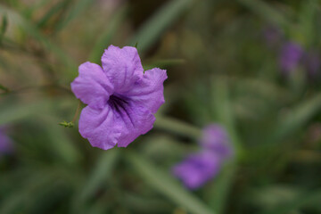 Purple petals of Britton's wild petunia flower plant know as Mexican bluebell blooming
