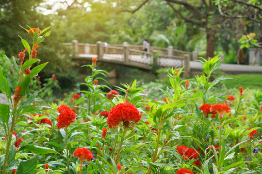 Field of red Cockscomp flowering plant, know as Crested celosia in park