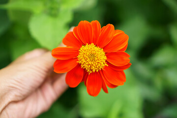 Orange petals of Mexican sunflower in a hand on blurred green leaves